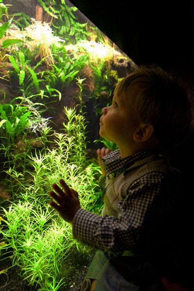 время освещения для разных аквариумов