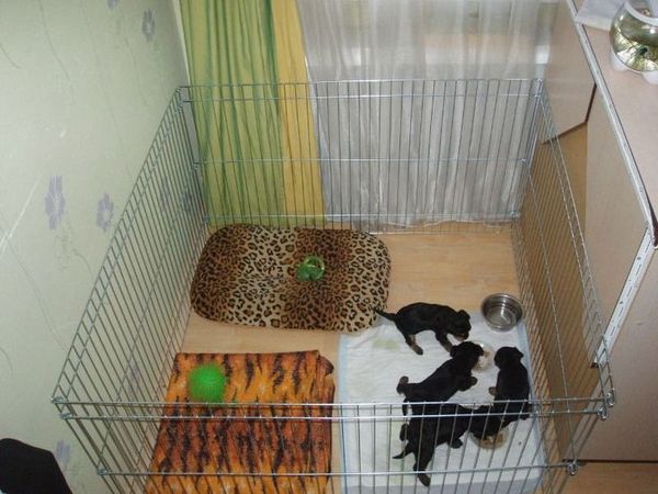 комнаты для животных